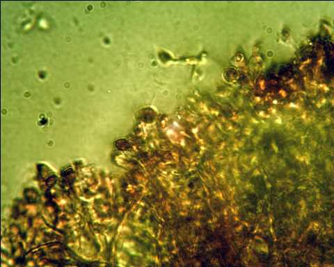 Ganoderma australe? (Ganoderma adspersum)